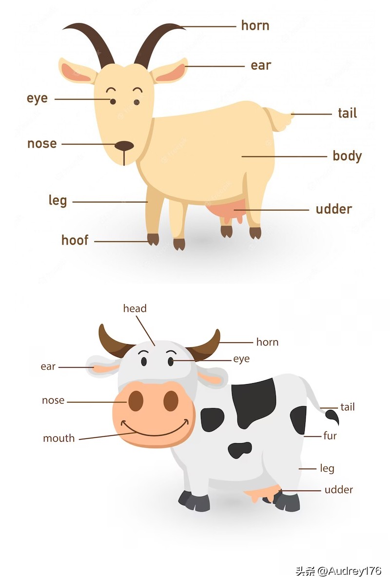 动物身体英语单词,动物身体部位英语