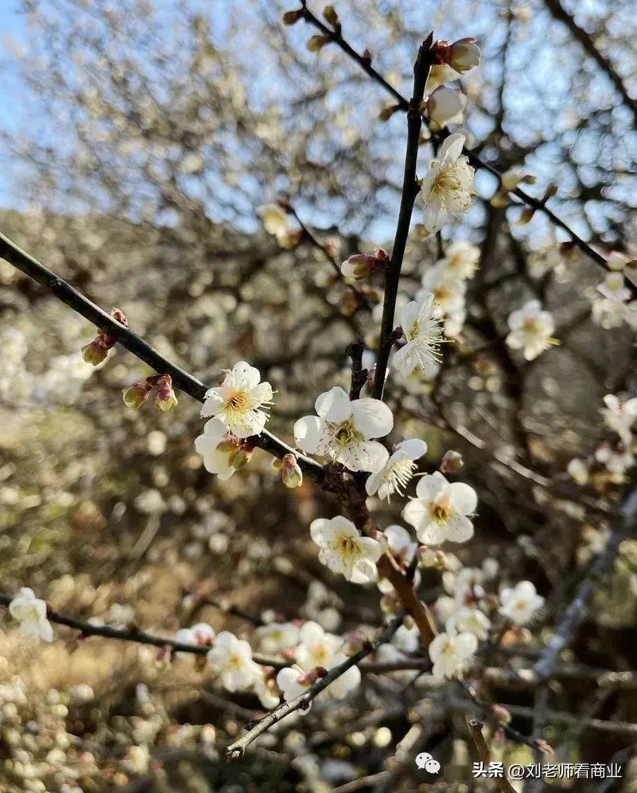 普宁老仙洞梅花盛开,普宁赏梅花最佳地点