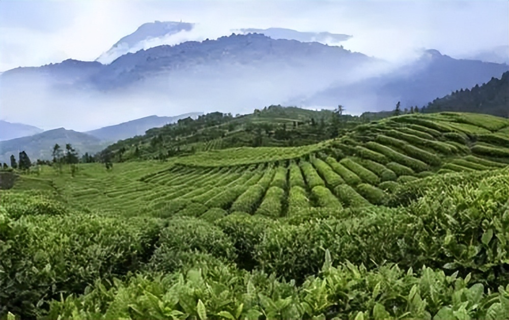 凤庆滇红云南大叶种功夫红茶,滇红特级大叶种红茶怎么不香