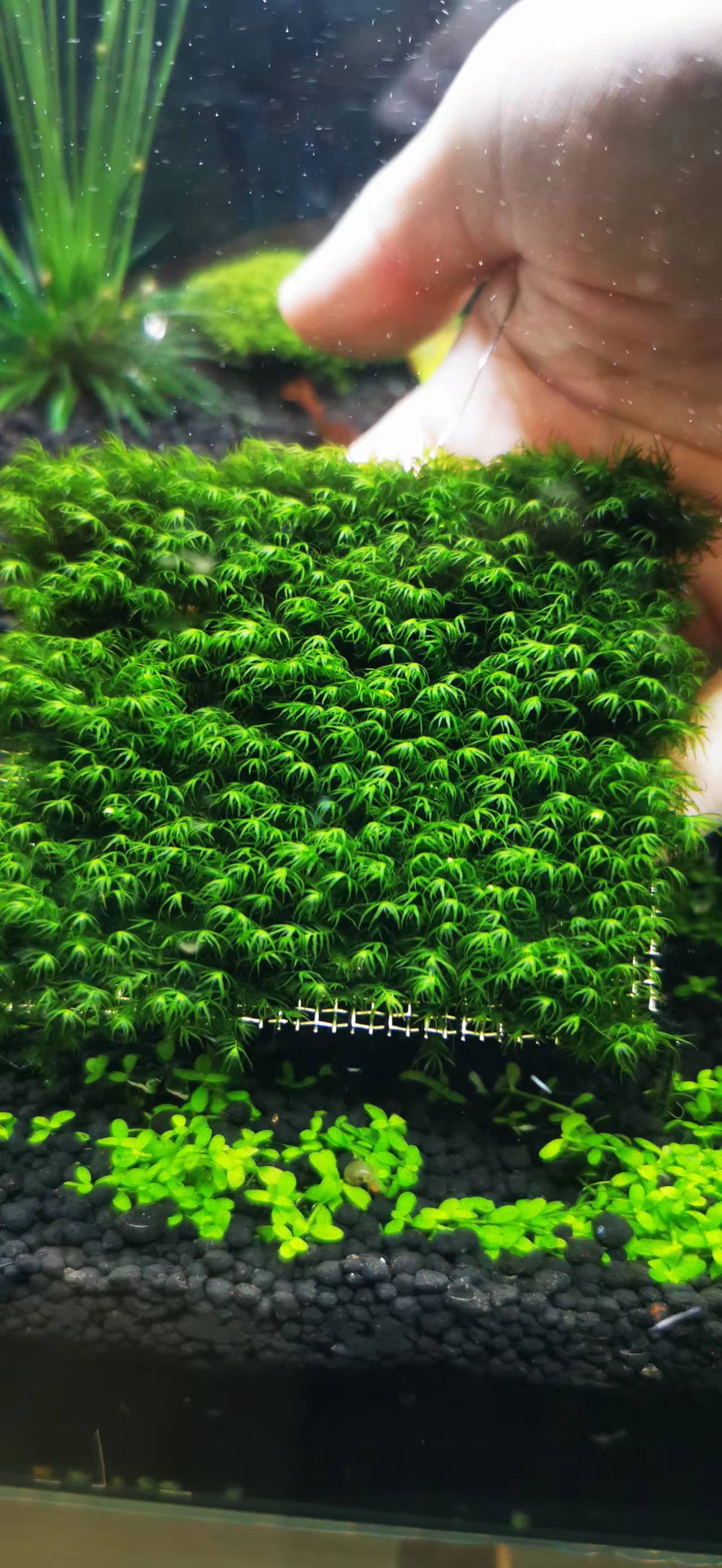 七彩水草缸怎么抑制藻类,水草缸怎么治疗水霉