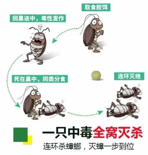 经常使用蟑螂贴能完全消灭蟑螂吗,蟑螂怎么正确消灭最彻底