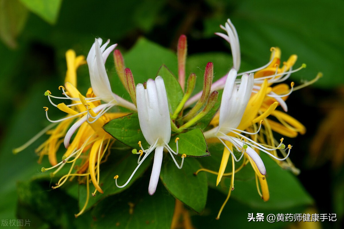 黄芪黄精白术枸杞泡水喝的功效,枸杞西洋参黄芪黄精是什么药方