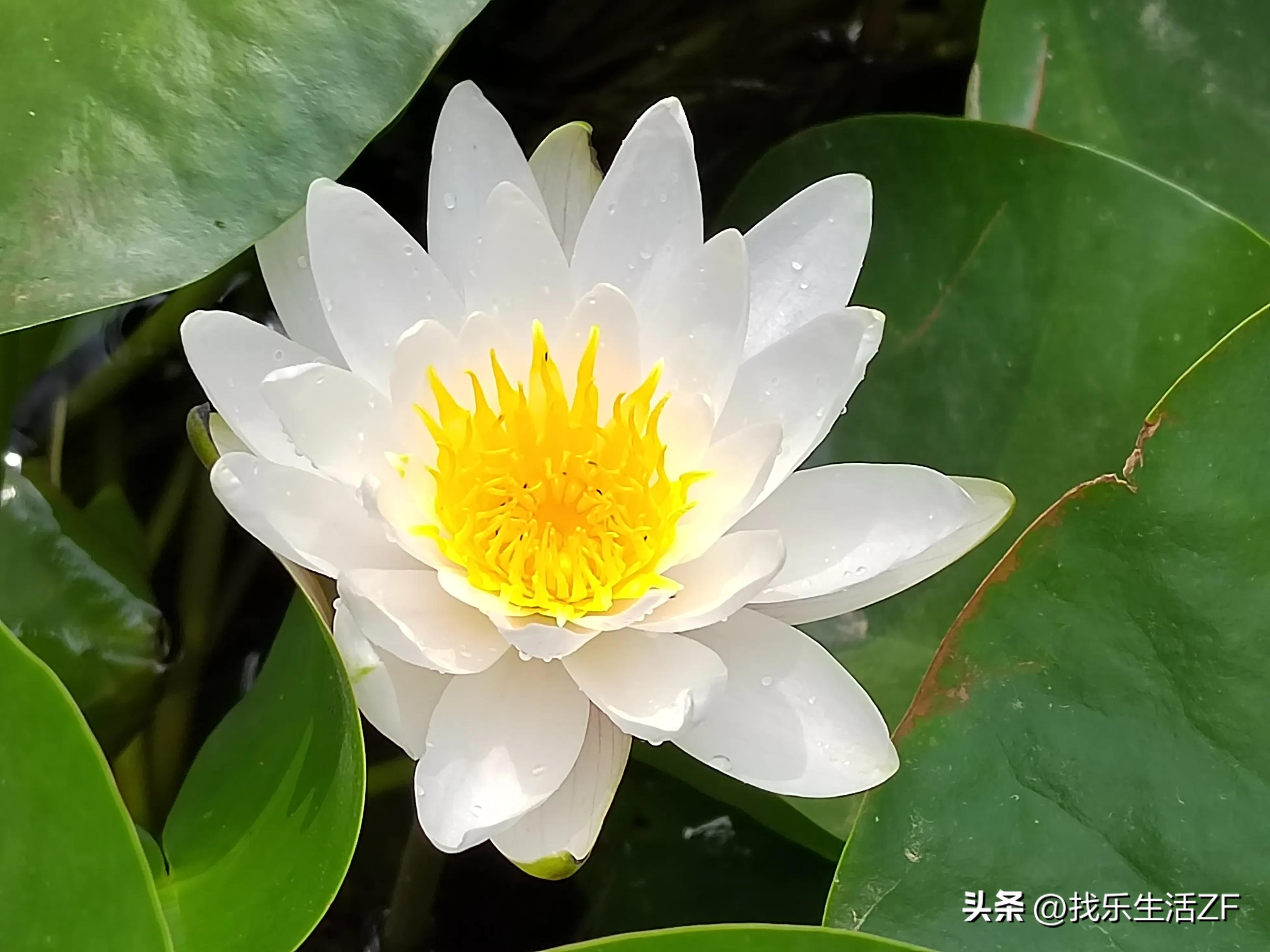 十大名花荷花排名,荷花是夏季里最美丽的花之一