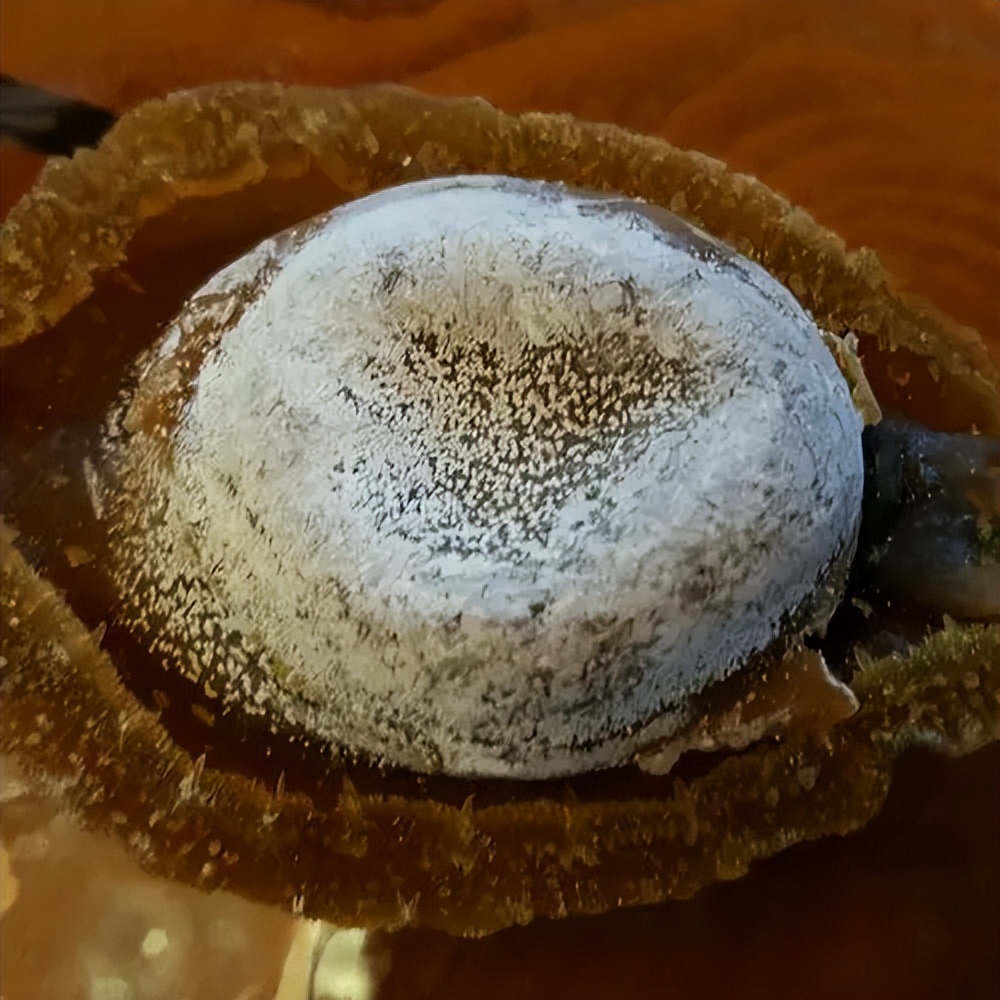 原来这才是收藏*党**的终极追求,干鲍鱼收藏你见过吗?