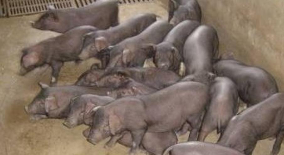 莆田猪脚,莆田猪瘟新消息