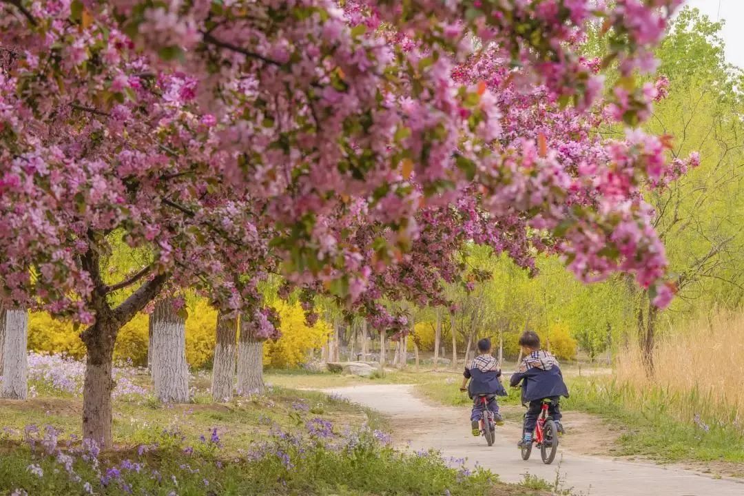 相邀北京冬奥公园看花海！首届永定河海棠赏花节来喽~