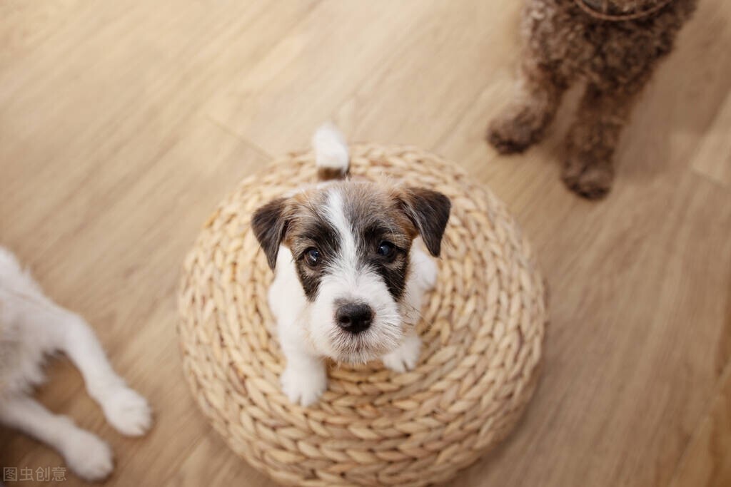 幼犬初次到家，哪些事情是需要我们准备的？