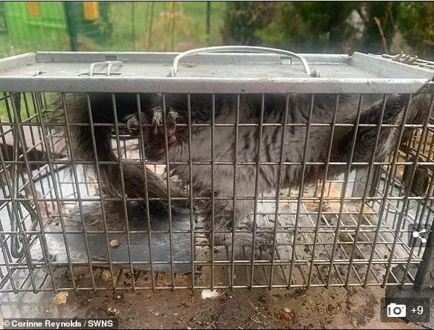 松鼠发狂咬人,松鼠疯狂咬人