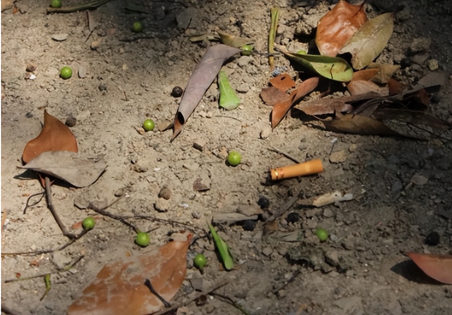 日本收集中国烟头是真的吗,日本收烟头干啥