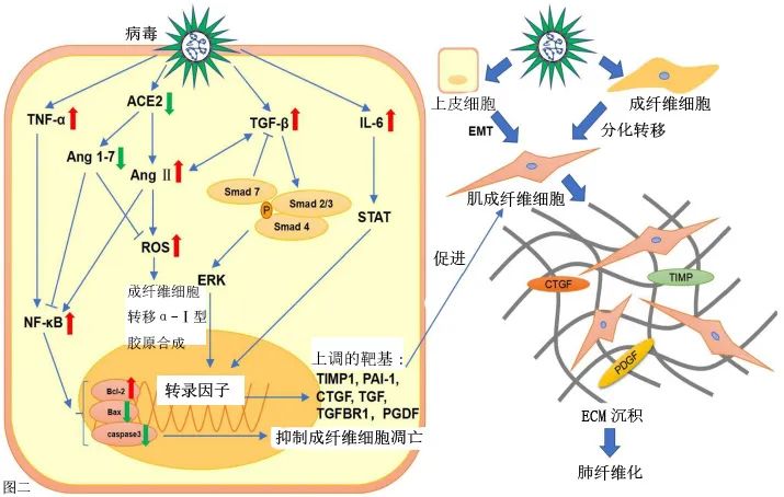 肺病毒感染,病毒感染的肺纤维化能治愈么