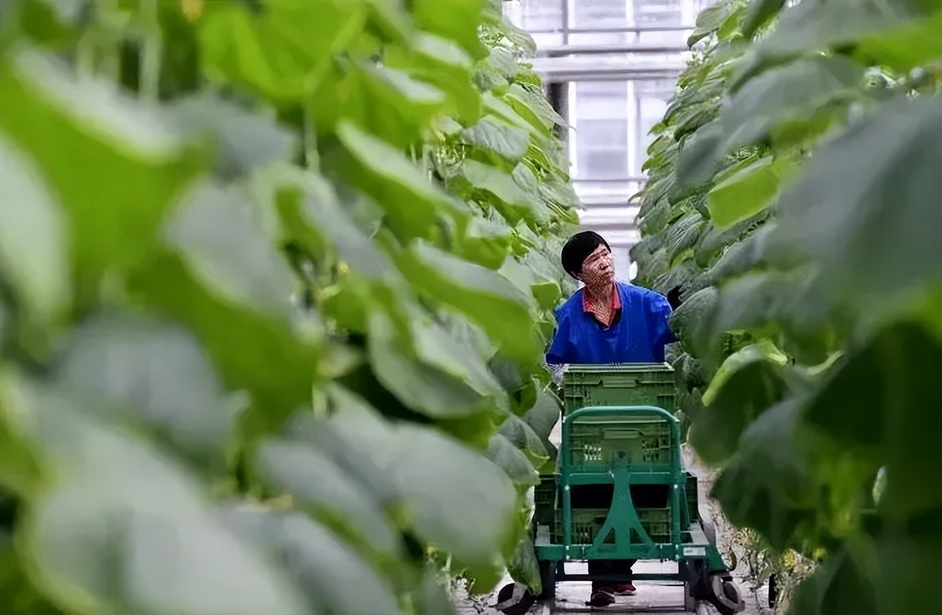 一个关于都市农业的思考：颠覆思维比颠覆技术更重要！