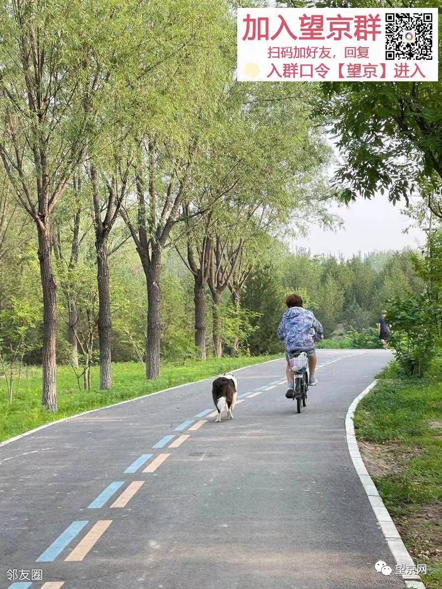 北京朝阳望京绿道图,朝阳绿道望京