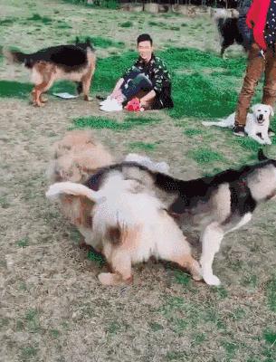 松狮犬怎么训练亲人,怎样养好松狮犬