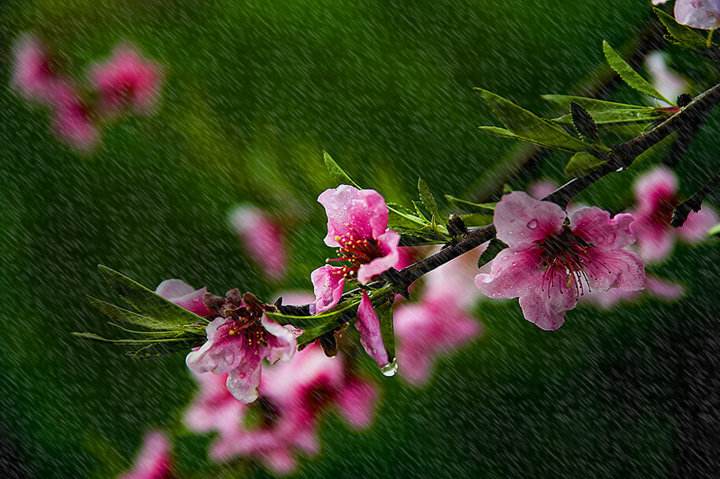 山青的古诗词,诗句中有山青花欲燃的句子