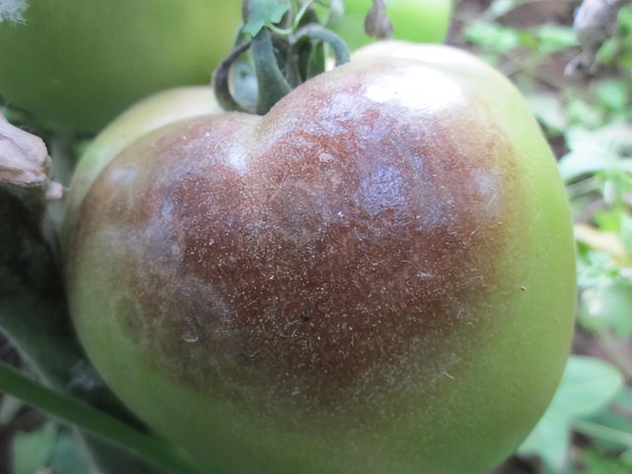 番茄发生晚疫病,怎么治呢?