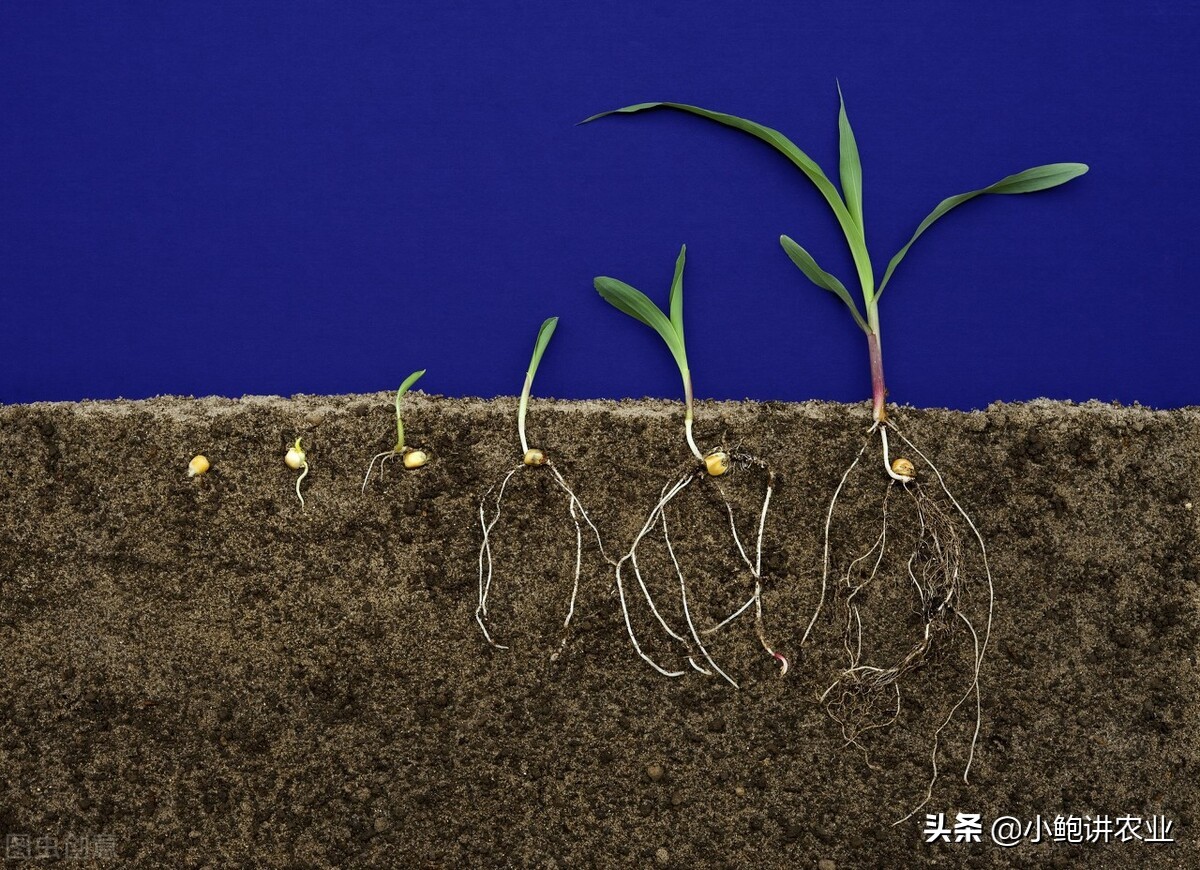 玉米播种几大错误,玉米旋播和硬茬播种哪个好