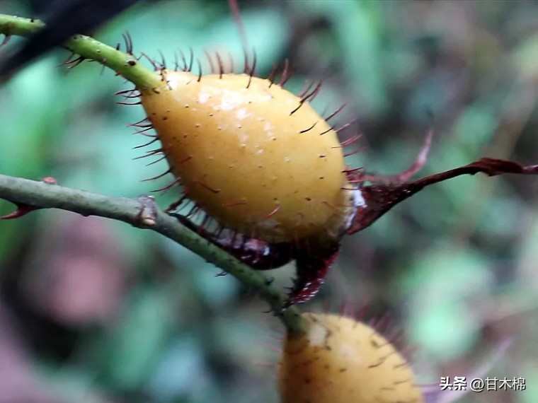 广西珍贵野果既能泡茶又能煲汤,黄色带刺泡酒的野果