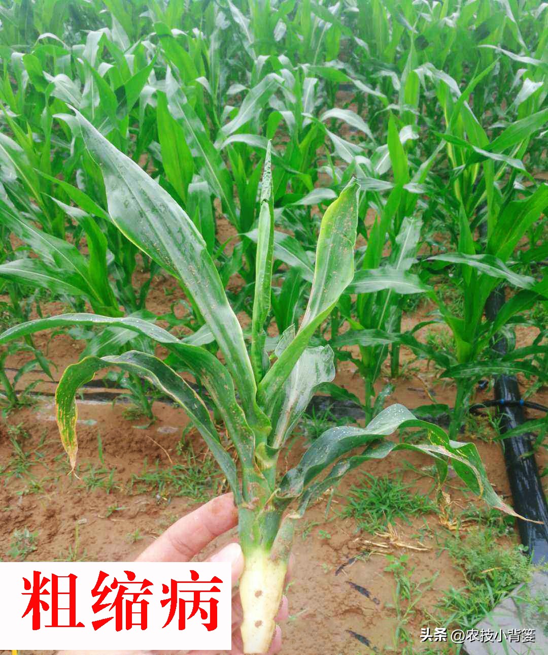 粗缩病玉米叶鞘症状图片,玉米粗缩病什么时间防控最合适