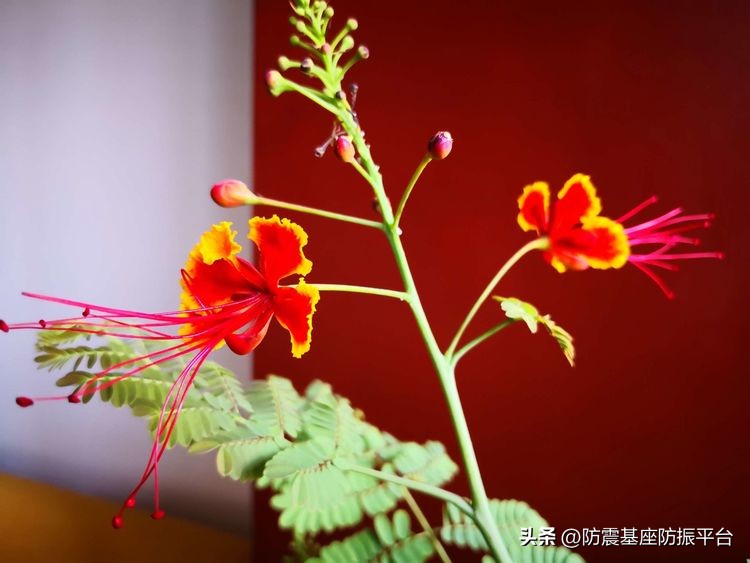 从发芽到开花的乐趣,从种子到果实成熟的感悟