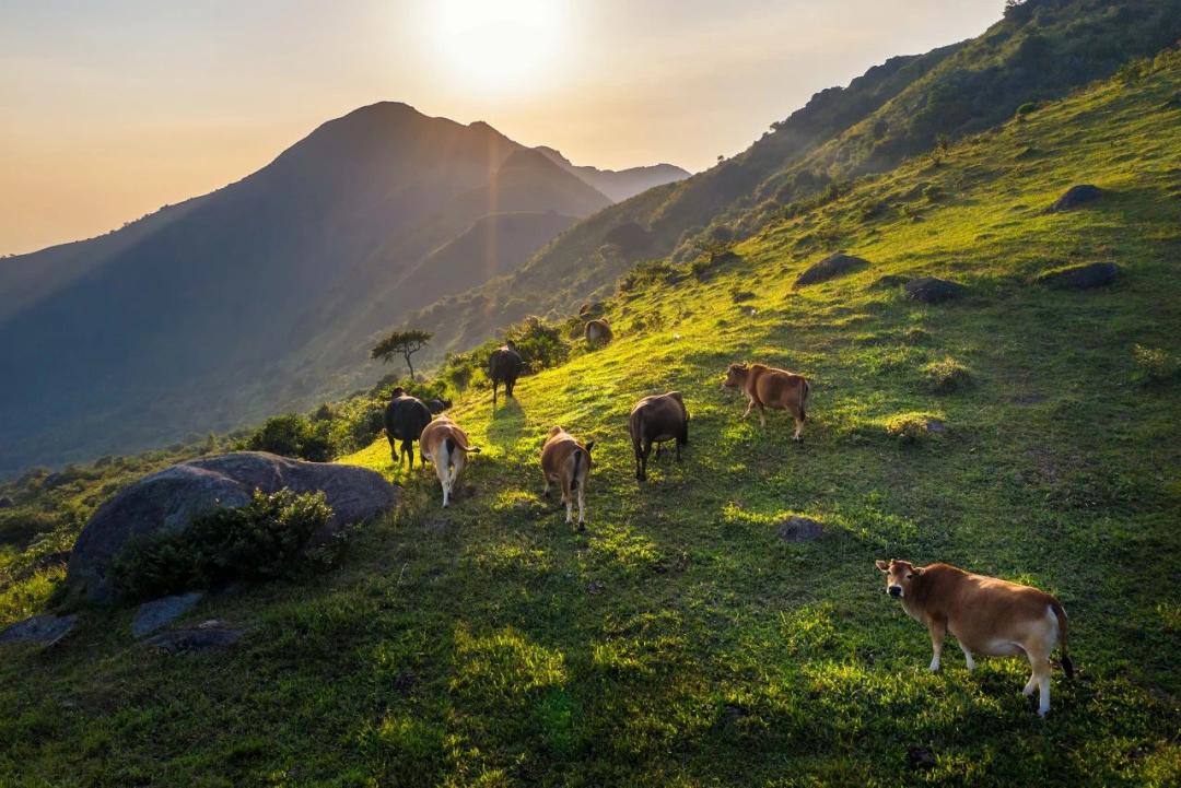 美食之都潮汕,广东茂名的特色美食水果