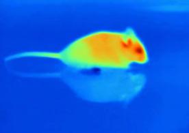 刘玉平与蛇同居,刘玉平与蛇相处视频