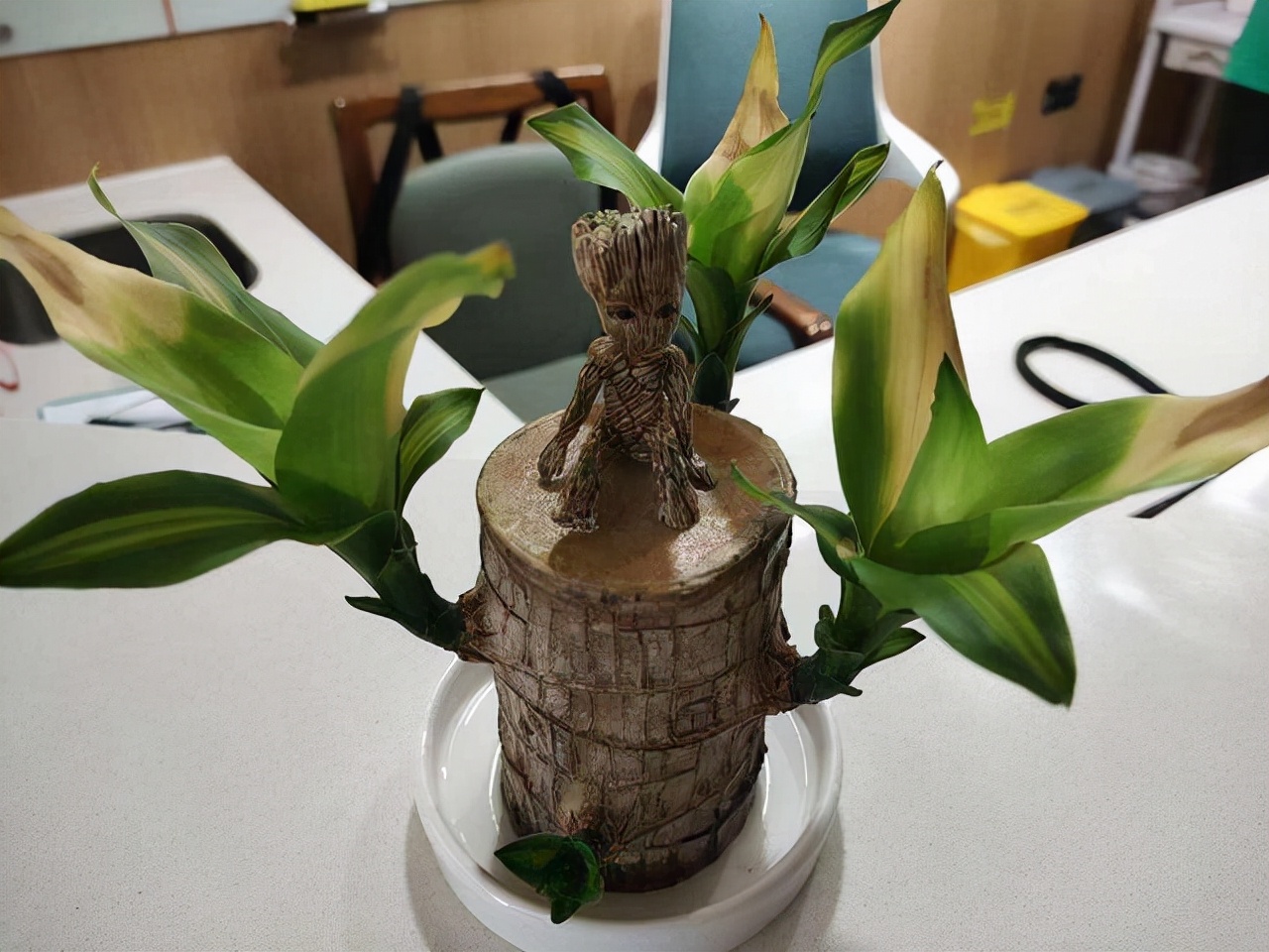 家里不能养的10种花,家里不能养的四种花