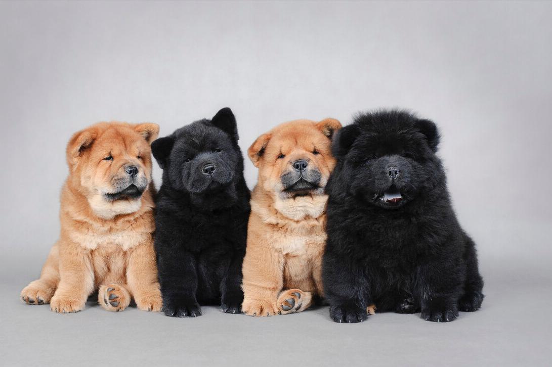 松狮犬挑食厉害怎么办？这些办法，铲屎官可以尝试一下