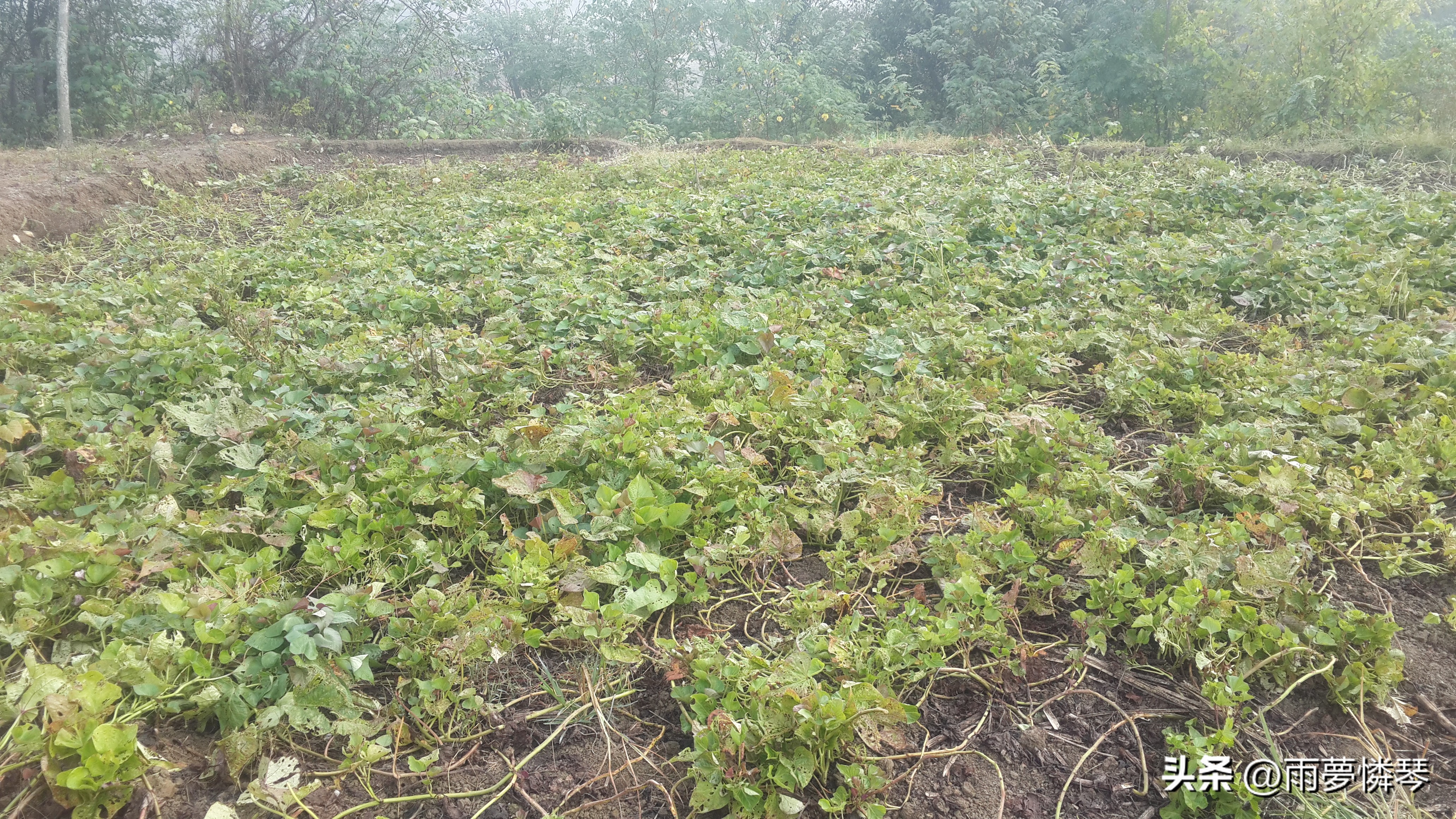 【散文原创】谷塘湾往事-薯香弥漫的秋天