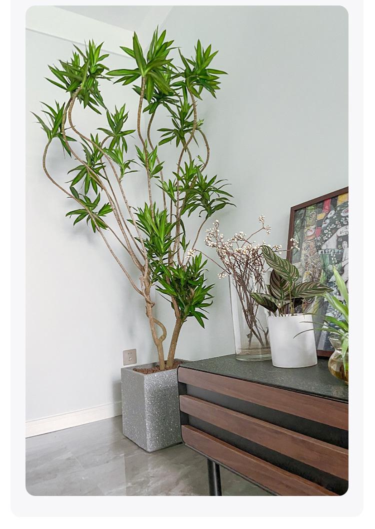 老人说，客厅见树，10家有9富，说得是真的吗？推荐9种吉祥树