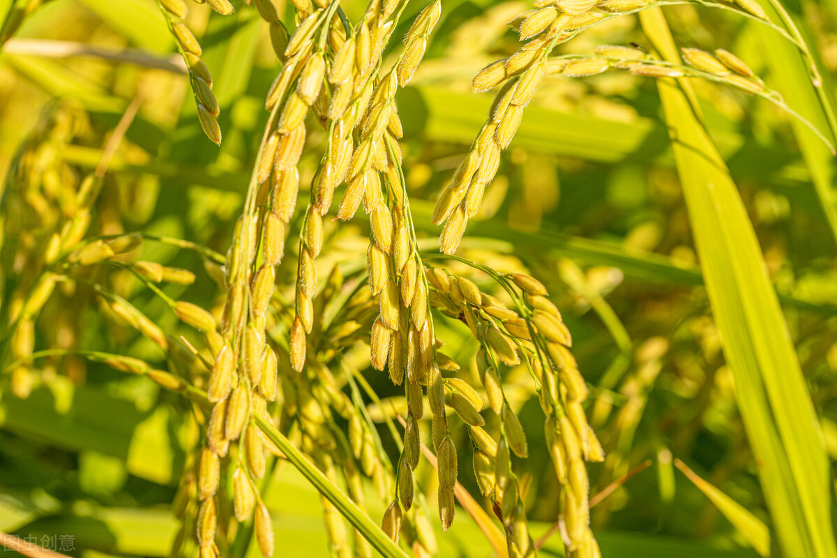 农村改厕项目的建议,适合农村发展的小项目