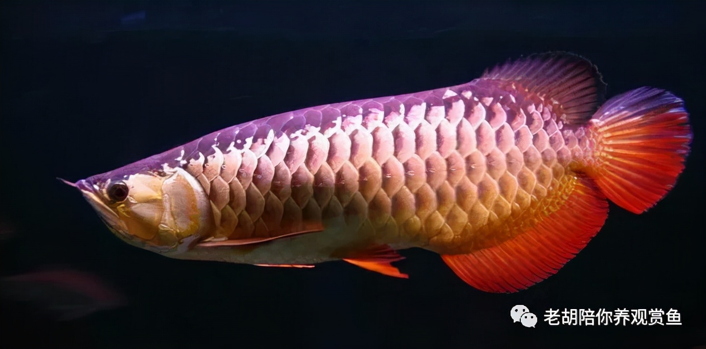 金龙鱼饲养过程中的注意事项,鱼缸饲养金龙鱼能长多大