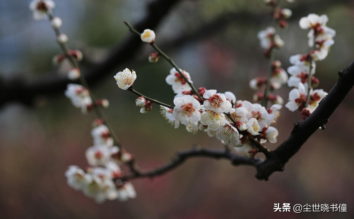 最经典十首梅花诗句唐代,高僧写梅花的诗