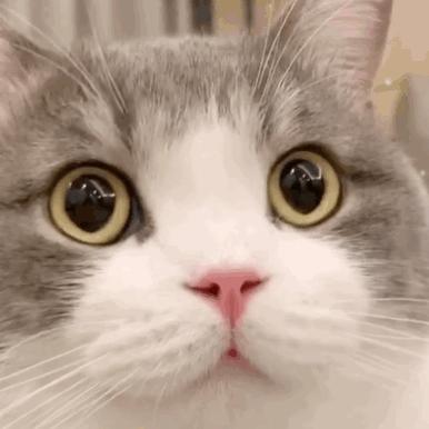 为什么有招财猫却没有招财狗鱼,为什么只有流浪猫没有流浪狗