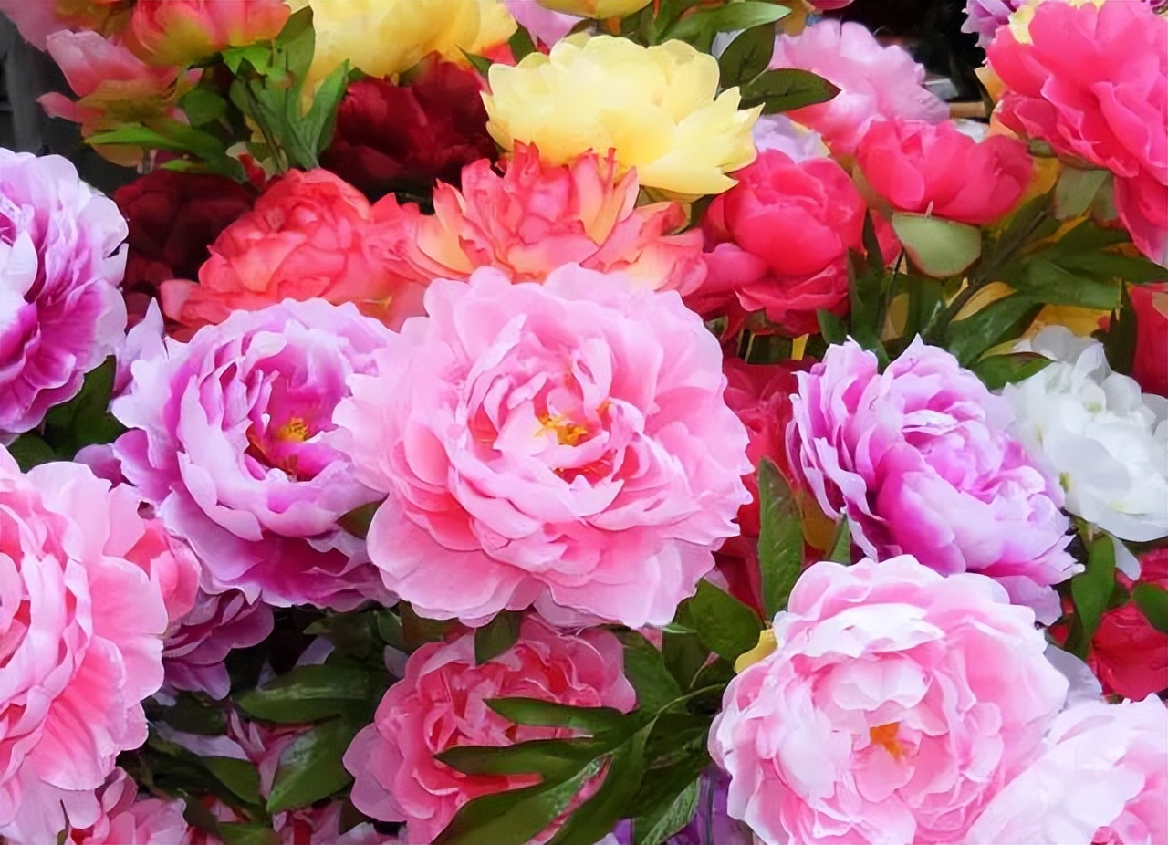 中国传统十大名花排名及文化内涵,中国十大名花惊艳世界