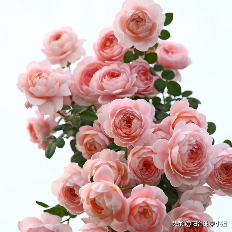 盘点那些容易“一日散”的月季,你还要奋不顾身的选择它们吗?