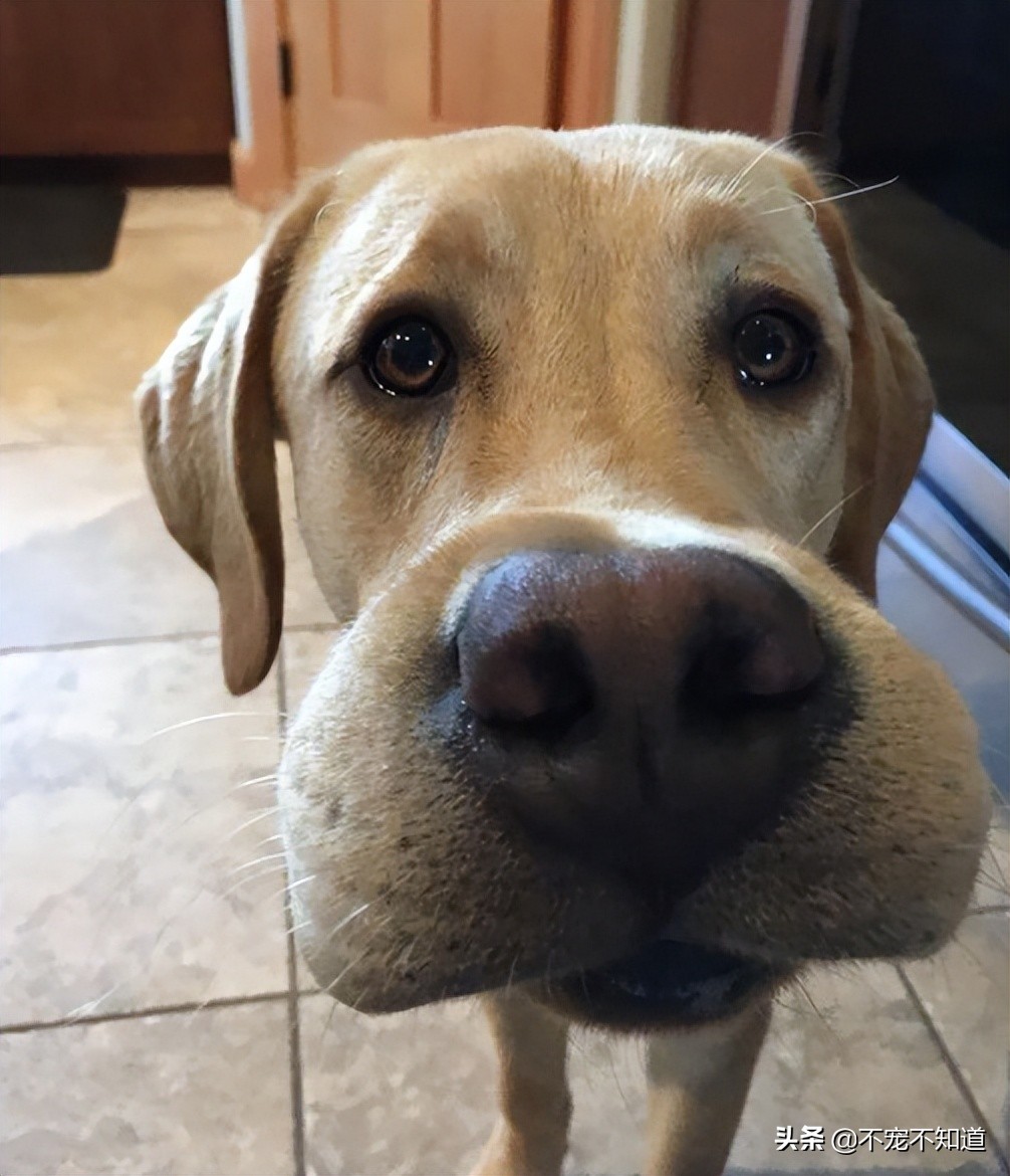 被蜜蜂蜇的狗怎么办,蜜蜂蜇狗的图片