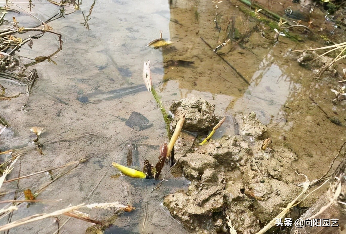 怎样种水中圣母碗莲,水中圣母碗莲种植教程