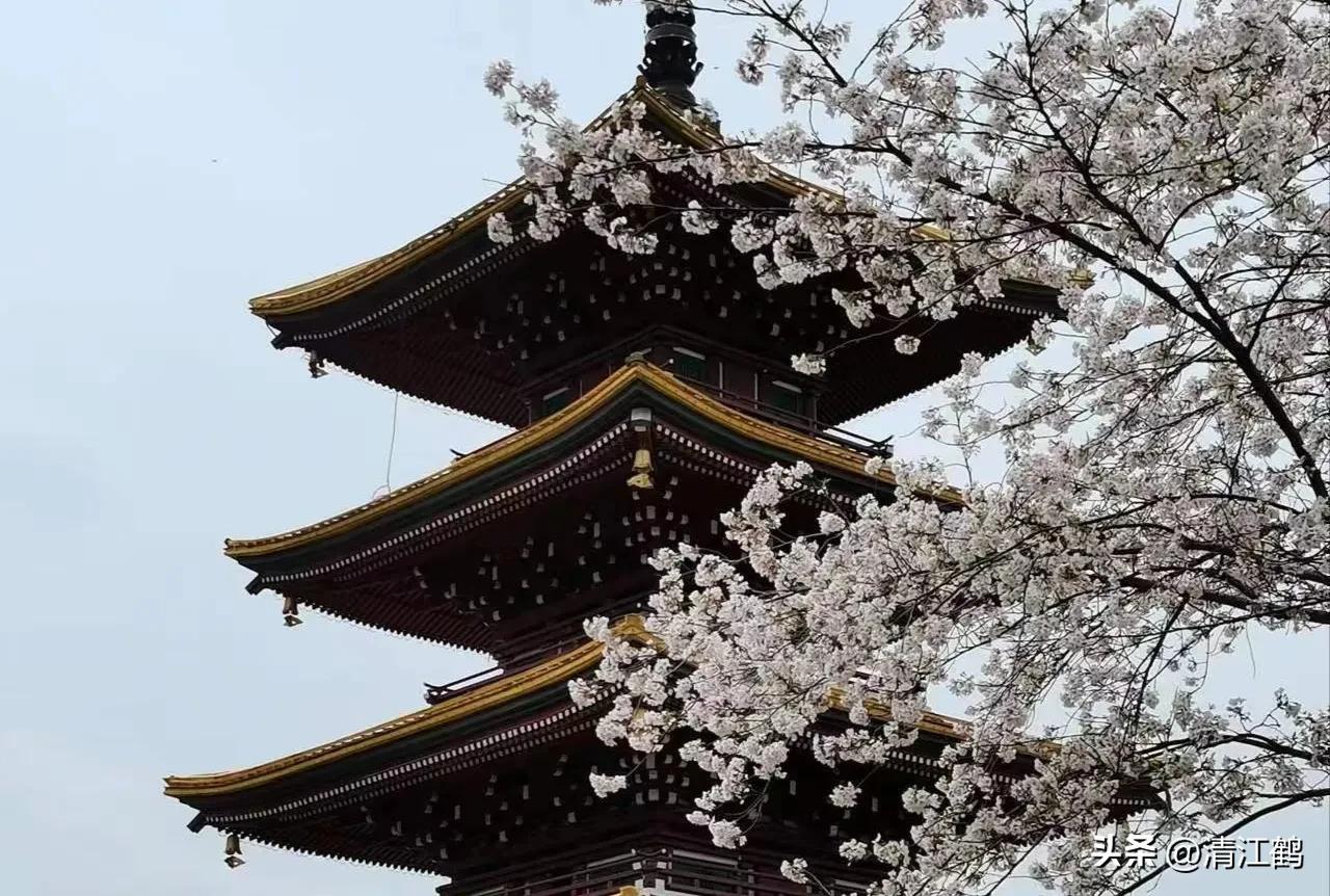 樱桃好吃树难栽完整故事,樱桃好吃树难栽家常版完整版