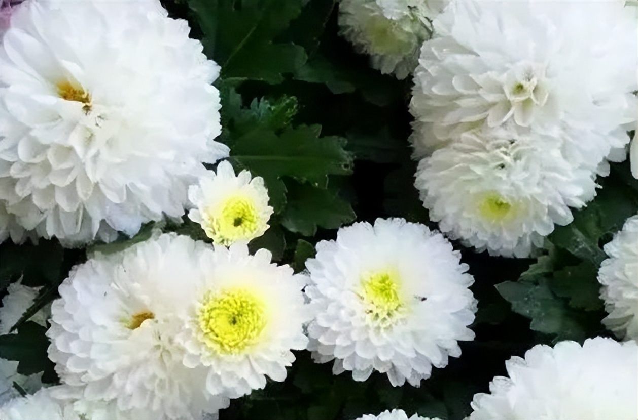 秋花诗词50首,金秋秋菊50种名菊