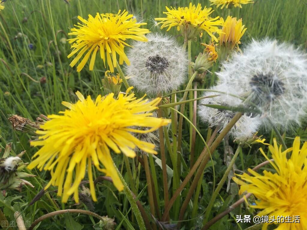 农村遍地都是宝农村的野菜挖不完,农村不要钱的野菜有哪些