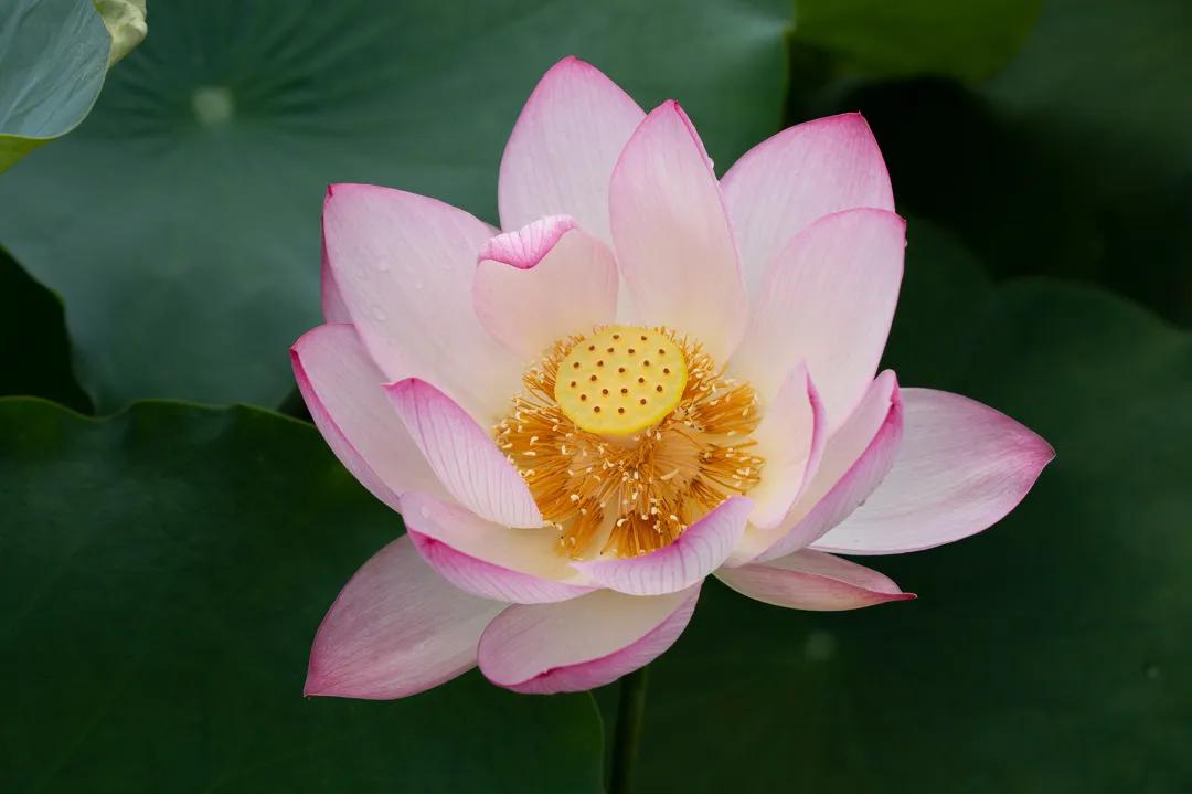 广州摘荔枝一日游最佳路线,从化自驾游荔枝采摘园