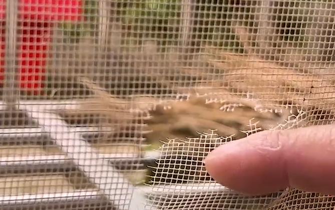 纱窗破损,纱窗坏了有破洞有裂缝怎么修