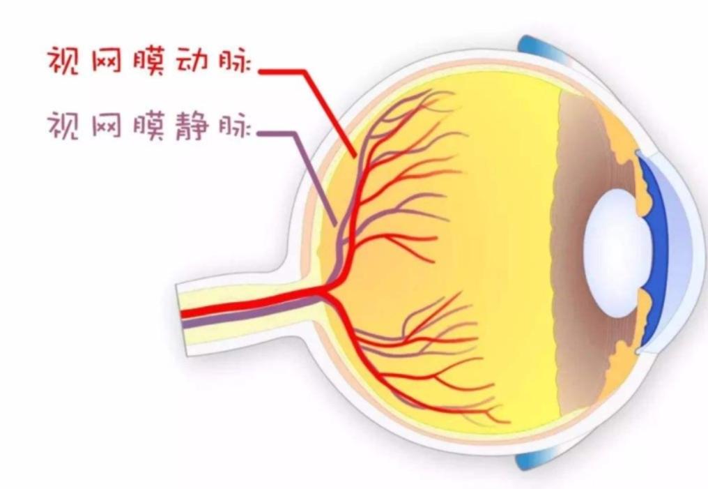 视网膜激光治疗后会修复吗,视网膜光凝手术副作用