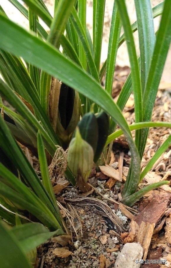 兰花淋雨叶片发黑怎么办,兰花淋雨可以代替浇水吗