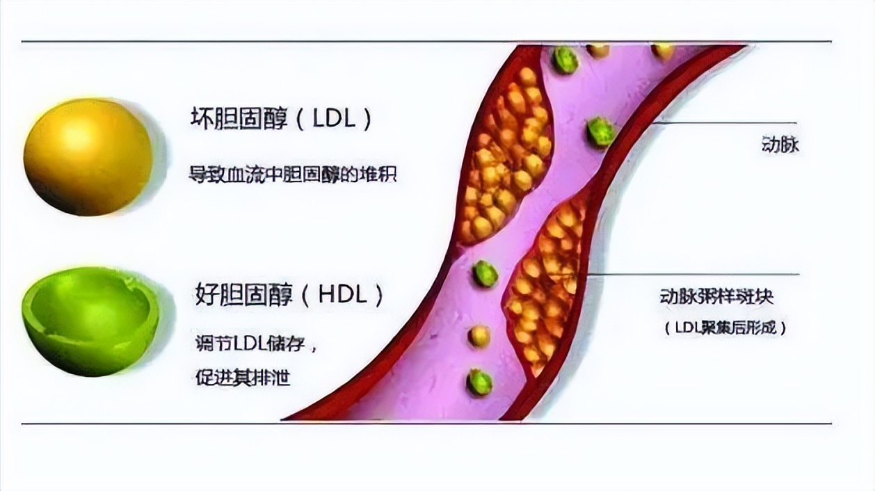 其他植物的类固醇合成难道不需要薯蓣作为参考吗？