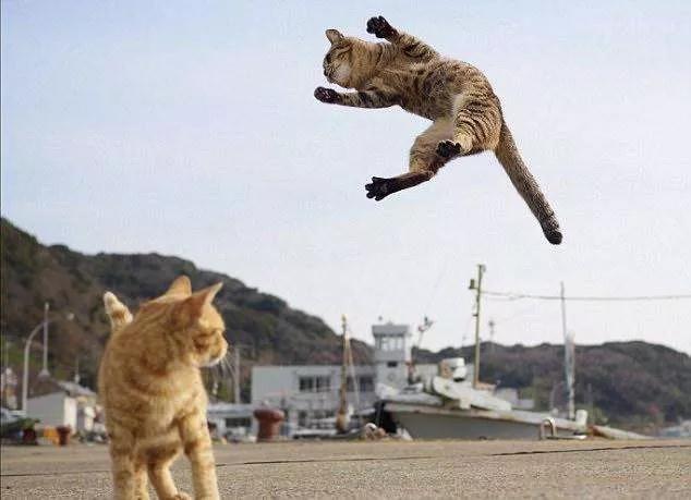 三脚猫小猫,三脚猫六角