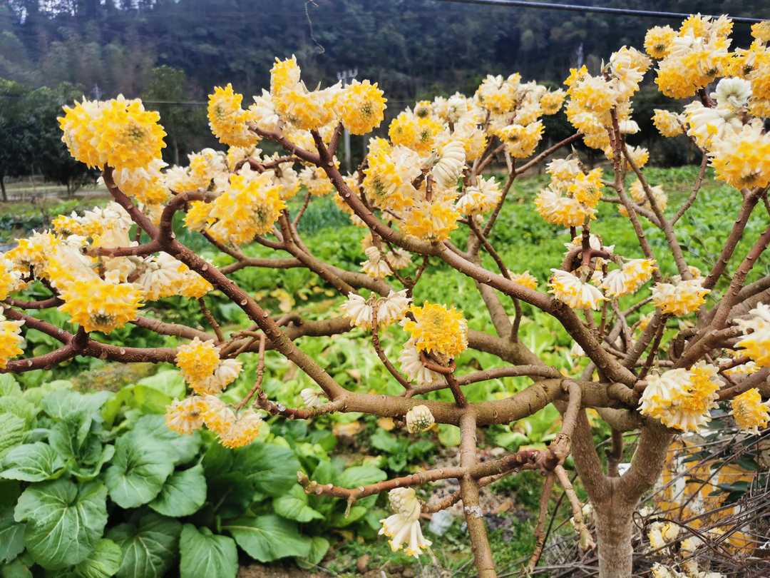 产科的严冬,产科医生寒冬