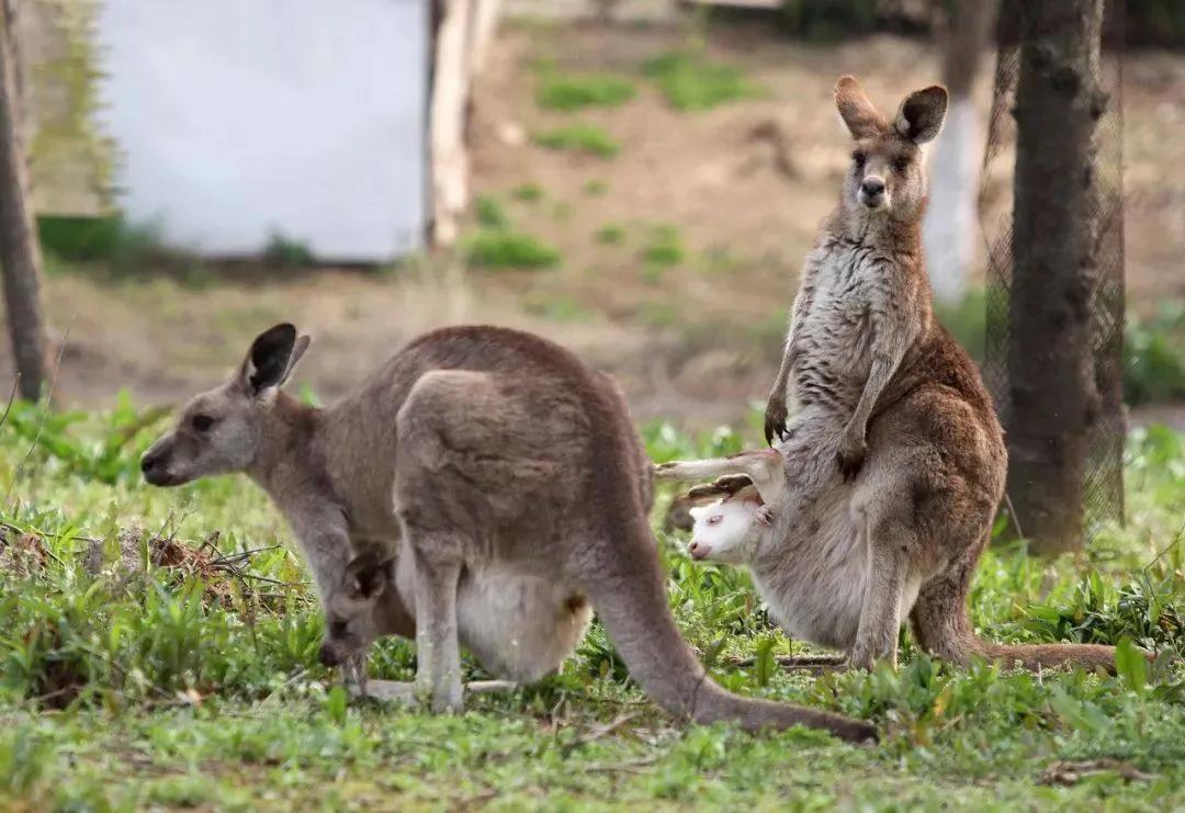 袋鼠育儿袋是生殖器官吗,雌性袋鼠的育儿袋有多大