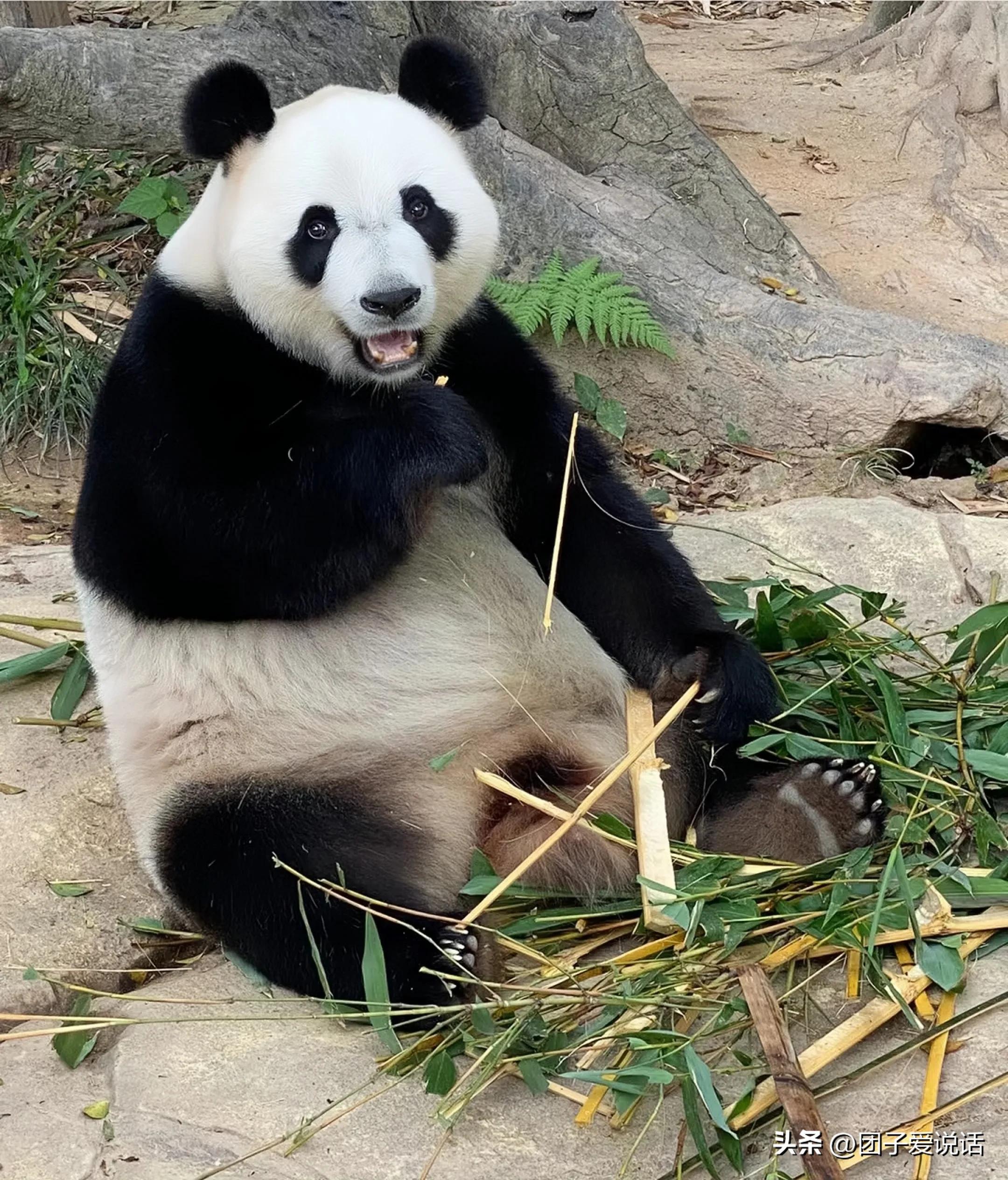 广东广州长隆动物世界看大熊猫,认识成都大熊猫