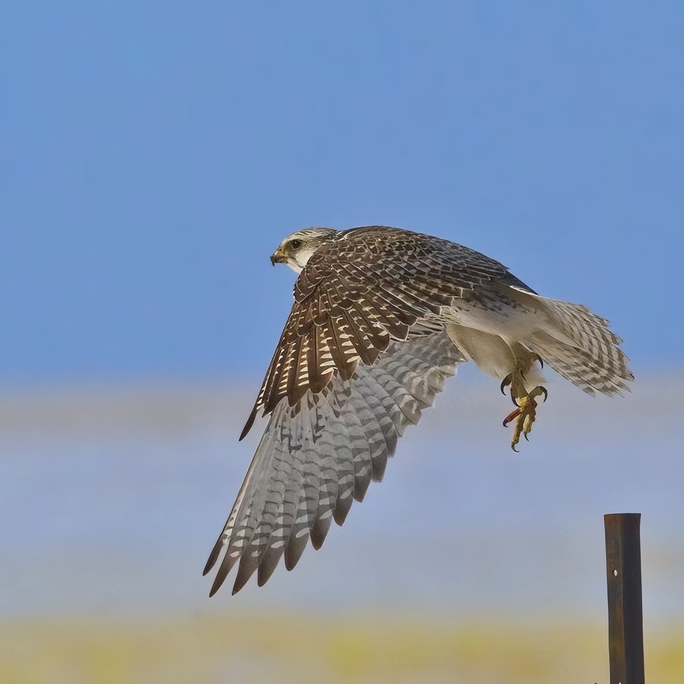 世界最奢侈的宠物狗,迪拜土豪的宠物鹰猎
